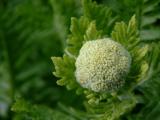 Achillea - Yarrow