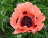 Papaver oriental - Poppy