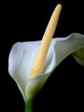 Arum lily