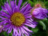 Aster