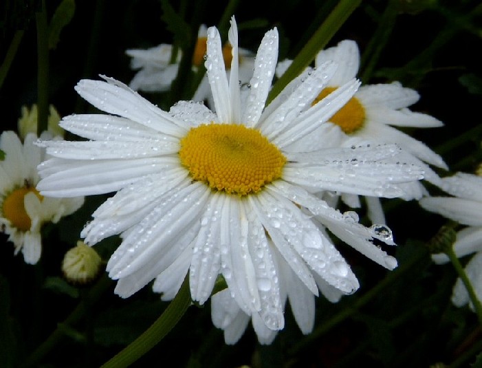 Daisy