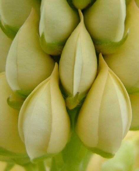 Lupin