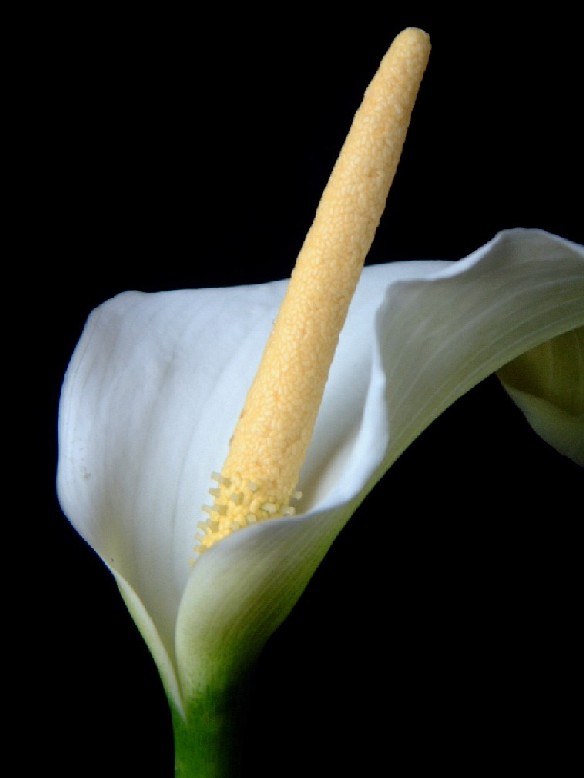 Arum lily
