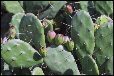 cactus4.jpg