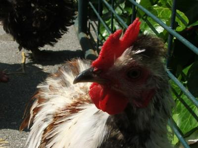 DSCF1227.JPG