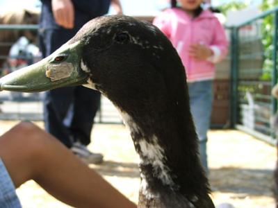 DSCF1229.JPG