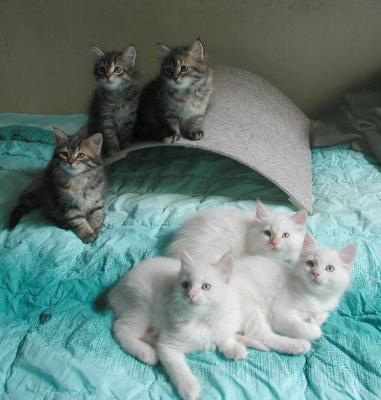 The kittens pose at 8 weeks