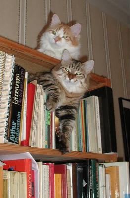 Punkku and Kryyni have fun when browsing the book shelves.