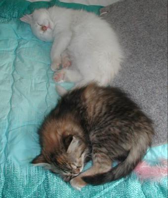 Hertta & Nasu napping