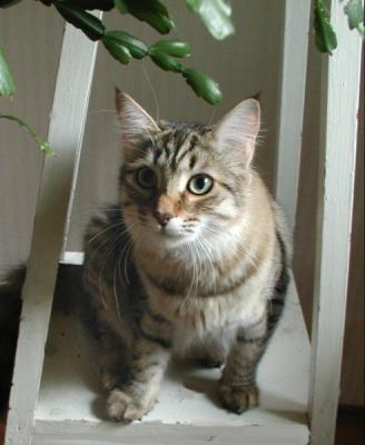 Bossa - Amante's Bossa Nova at 8 months / 8 kk