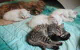 Four kittens and Sofi  napping together
