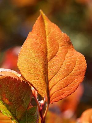 Prunus X blireana