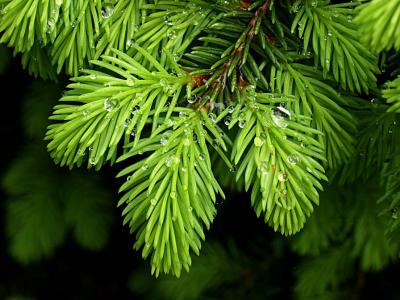 Picea abies nidiformis