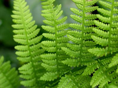 Athyrium filix-femina