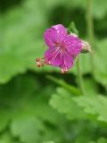 Geranium macrorhizum