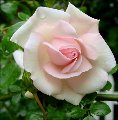 The Rose