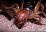Up close and personal with a potato bug.
