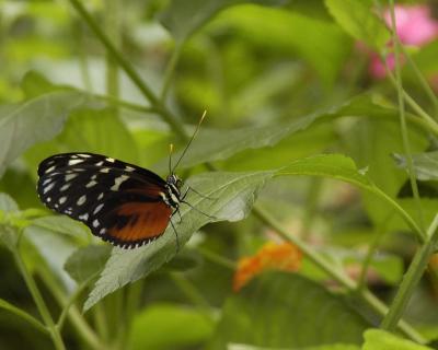 DSC_2084.jpg