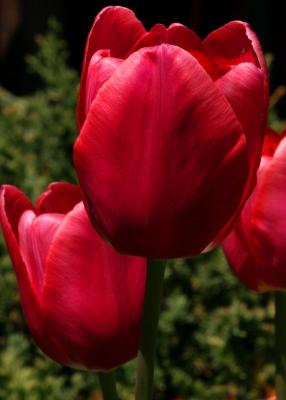 Tulip1.jpg