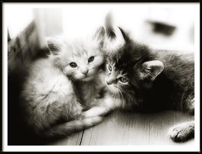 kittens bw conversion