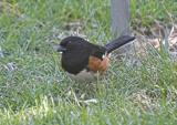 Eastern Towhee (?)