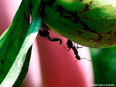 ant wars