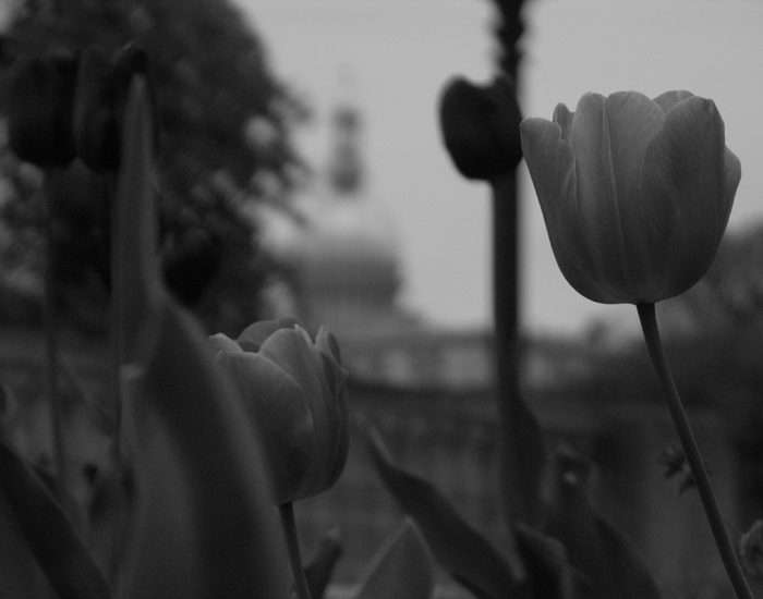 Tulips BW