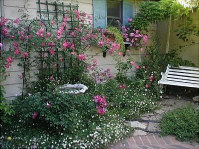 Candy Cane Climbing Rose