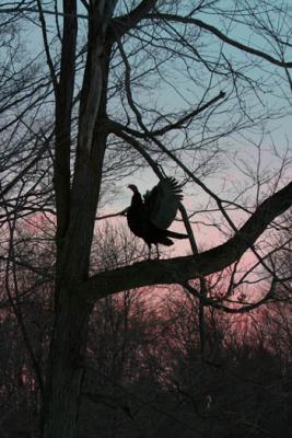 Img_6629   tree tk.jpg