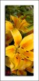 Golden lilies (2110)