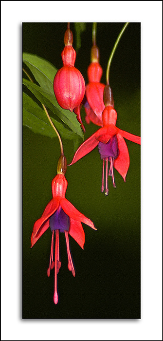 Fuschias, Stourhead, Wiltshire (4017)