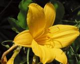 day lily..