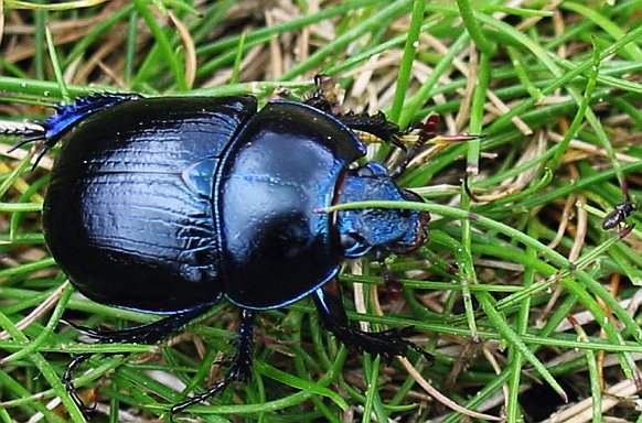 'bloody nosed beetle'

named for the habit of exuding red 'blood' from its mouth when alarmed
size 10-20 mm