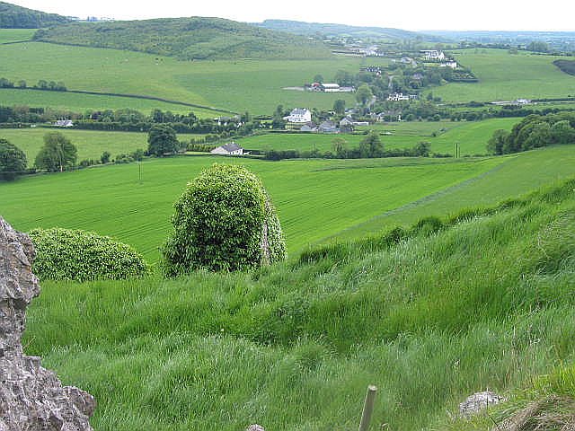 bush in a  field

County Laoise