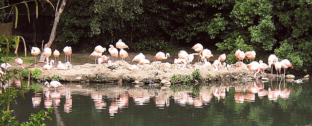 flamingo reflections