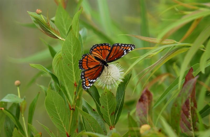 Viceroy on buttonbush