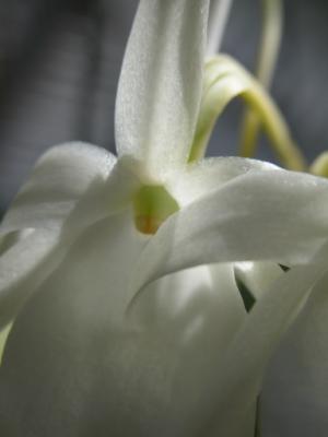 Angraecum leonis