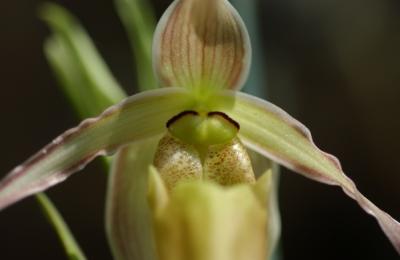 Phragmipedium Longifolium var. Hincksianum Fernbrook x self