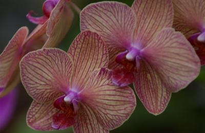 Phalaenopsis Baldans Kaleidoscope