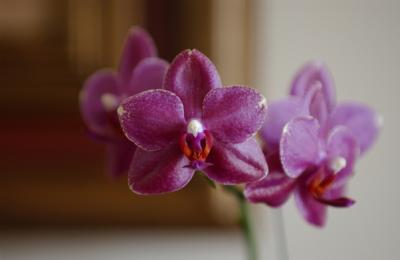 Phalaenopsis Brother Fortune King