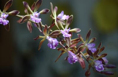 Encyclia plicata x. Encyclia 'Orchid Jungle'