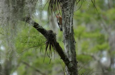 Red-bellied Woodpecker