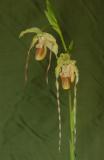 Phragmipedium Grande