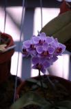 Phalaenopsis