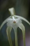 Brassavola cucullata