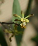 Encyclia alata