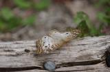 White Peacock