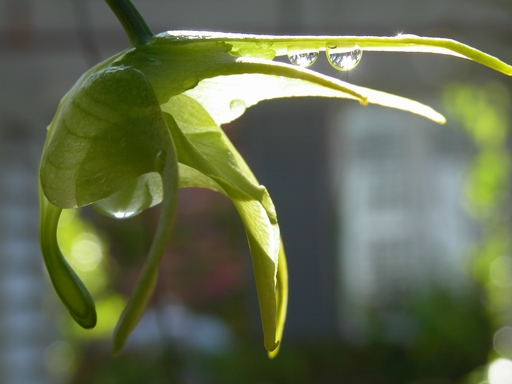 Aeranthes grandiose - Shooting Star