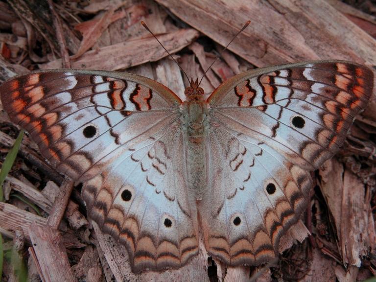 White Peacock