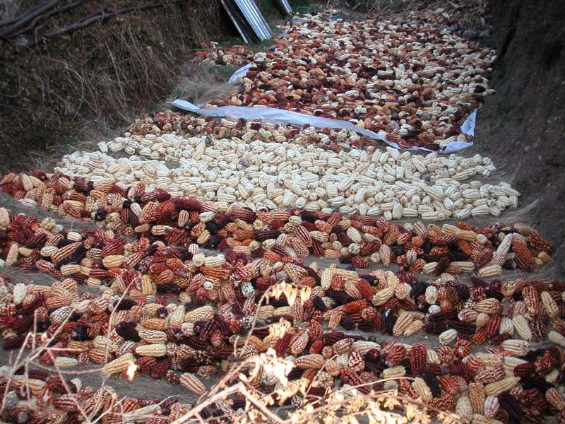 Maize & corn drying